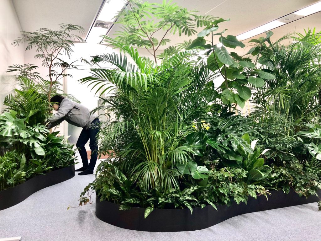 施工例 横浜市のオフィスのレンタル観葉植物 En景観設計株式会社